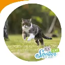 Traceur GPS pour chats