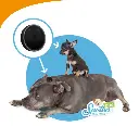 Traceur GPS pour chiens