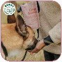 Crispy Salmon | Friandise pour chien au saumon | Carton de 10